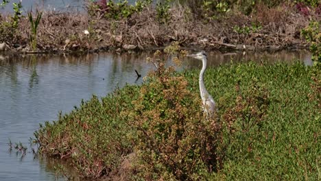 Camera-zooms-out-and-slides-showing-this-beautiful-bird-with-swamp-scenario,-Grey-Heron-Ardea-cinerea,-Thailand