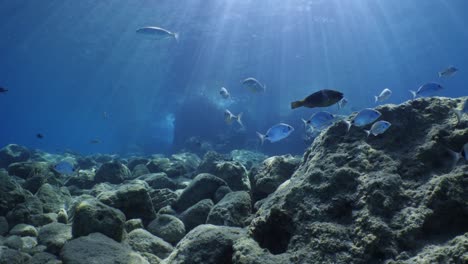 fish scenery underwater sun beams sun rays underwater mediterranean sea sun shine relaxing ocean scenery