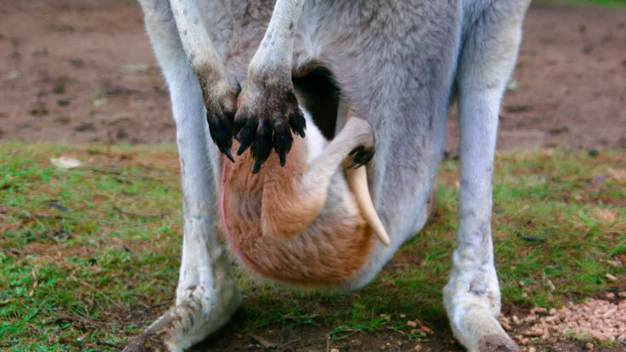 Close up front view baby joey kangaroo inside mother's pouch, Australia.