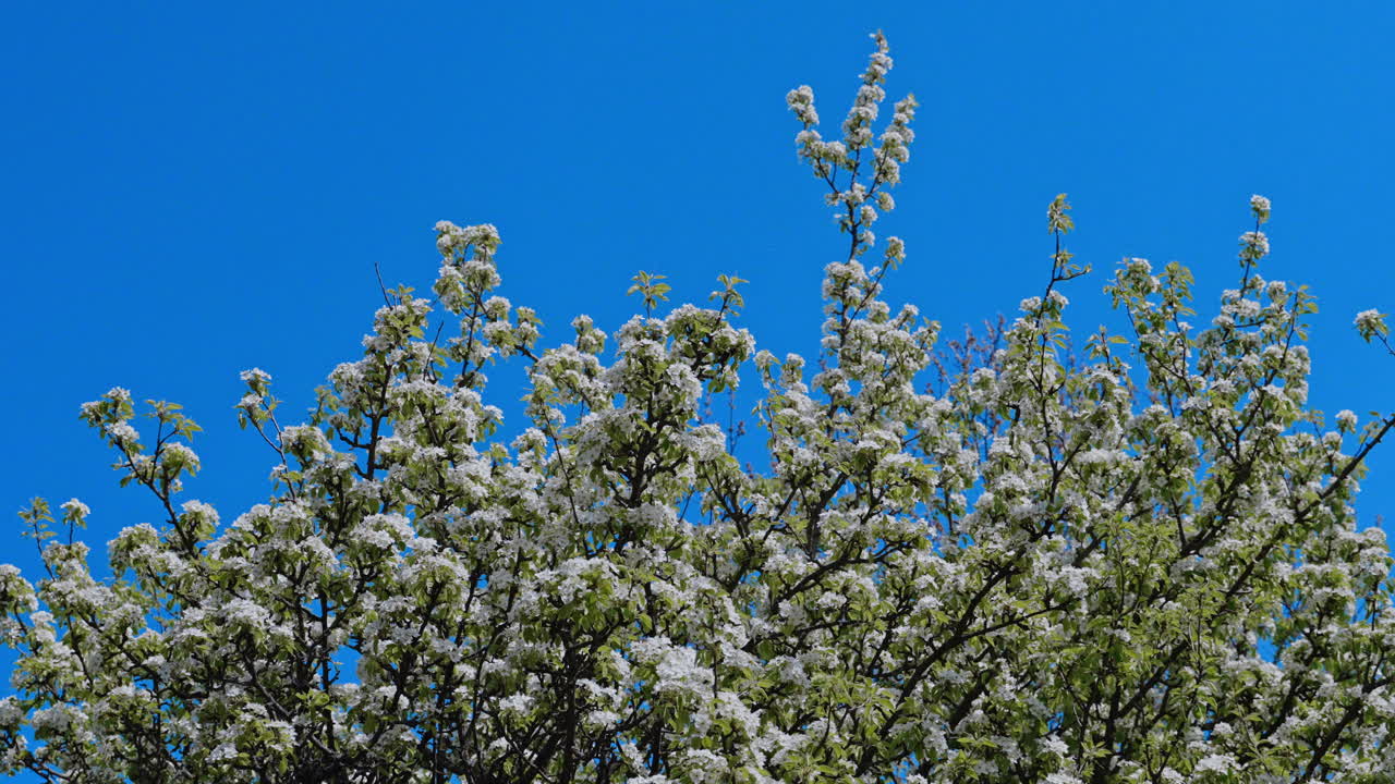 White flowering pear tree on a blue sky background. Spring garden with fruit trees