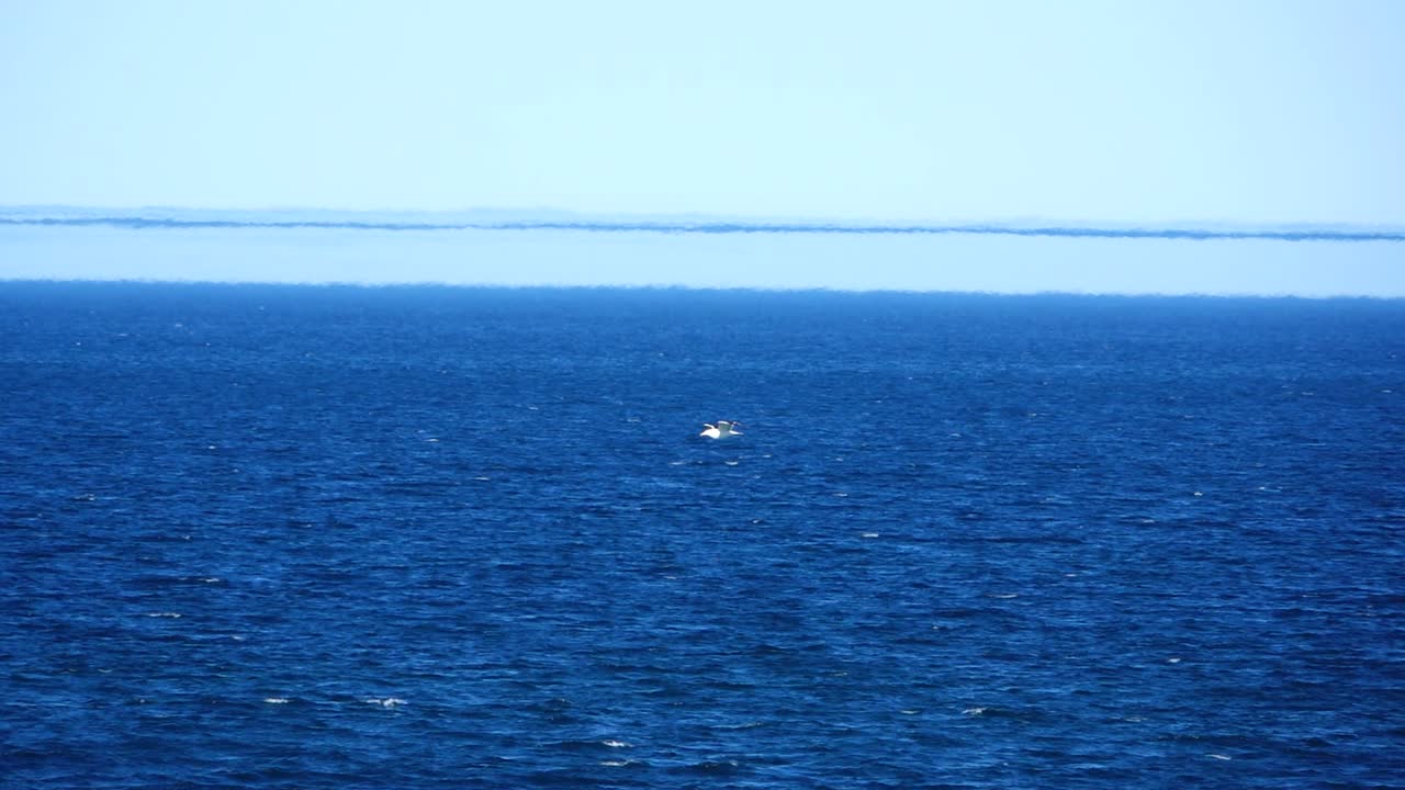 A seagull flying over the ocean, Las Grutas, Argentina, tracking shot