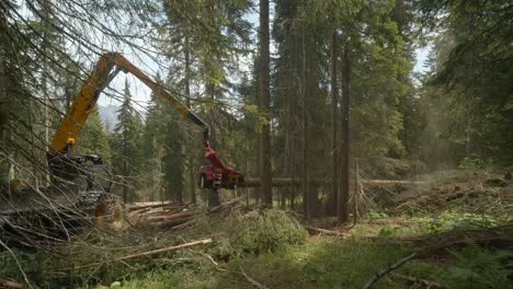 máquina pesada de madera cortando un árbol largo en un bosque verde