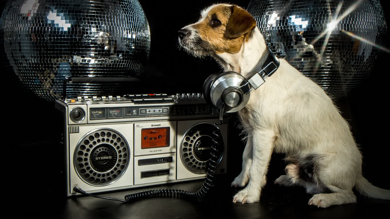 gueto de perros 4k 06