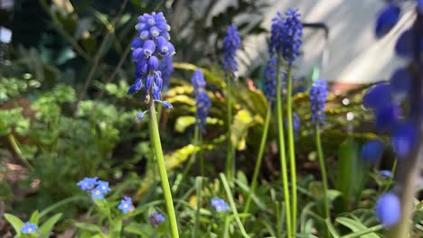 los tiempos de las flores en primavera