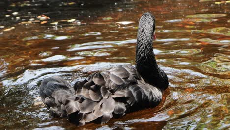 black swan preening in water