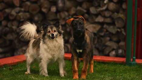 Junge-Belgische-Malinois-Und-Reinrassige-Border-Collie-Hunde-Im-Hausgarten-Mit-Blick-Auf-Die-Kamera,-Ruhige,-Friedliche,-Entzückende-Haushunde