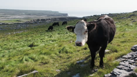 Cattle-with-beautiful-sea-vista-in-the-background
