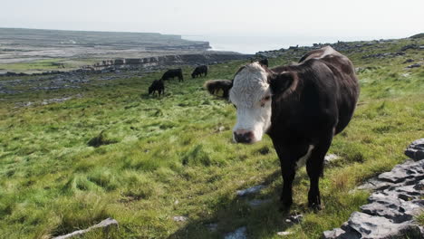 cattle with beautiful sea vista in the background