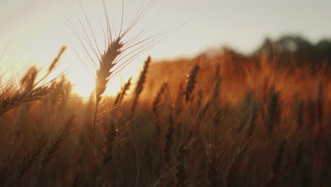 Spikelets-Of-Wheat-At-Sunset-1