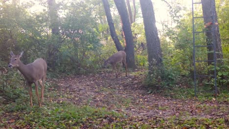 two white tail deer doe slowly walk on a groomed trail through the woods