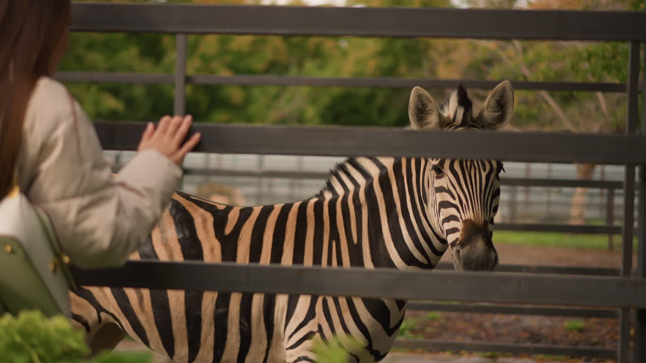 Donna caucasica osserva una zebra dietro una recinzione, un visitatore alza la mano e poi la ritira mentre la zebra si gira e cammina lungo il recinto, la luce del tardo pomeriggio proietta ombre leggere, segnaletica didattica e alberi del parco