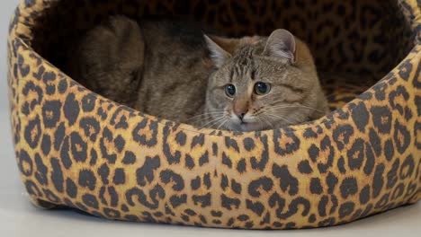 cute cat quickly looking around