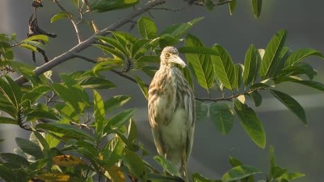 heron in tree waiting for pry