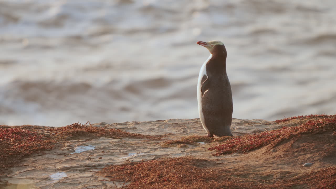 retrato de pingüino de ojos amarillos de pie junto al mar y mirando a su alrededor al amanecer