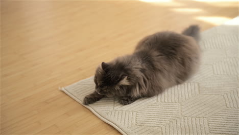 adorable grey cat licking paw while resting quietly on beige carpet in living room