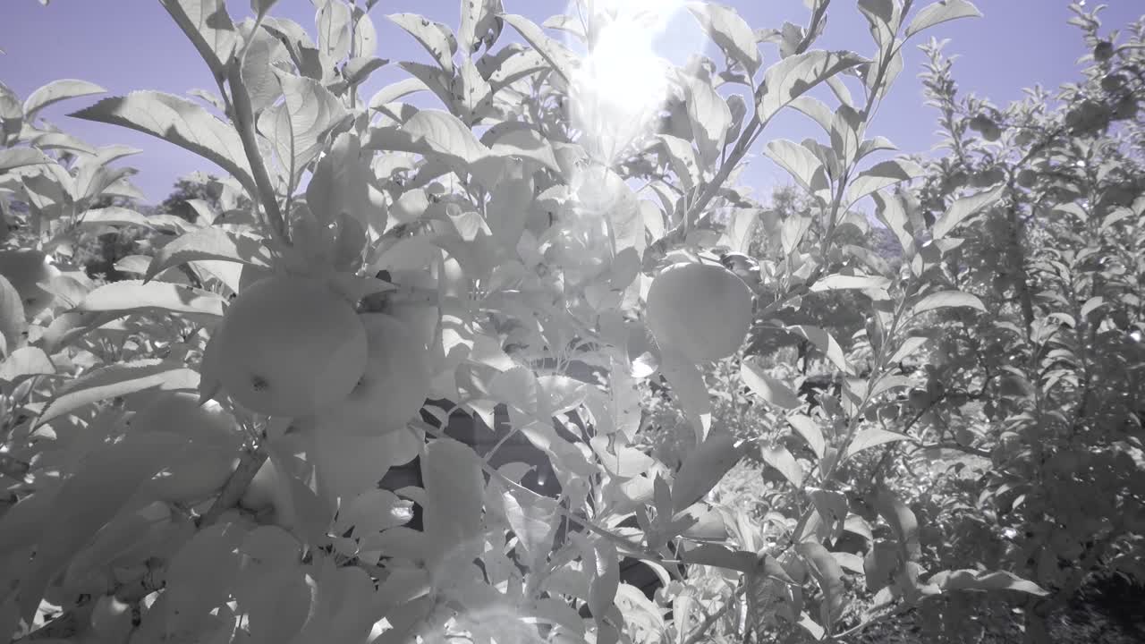 Apples on an apple tree