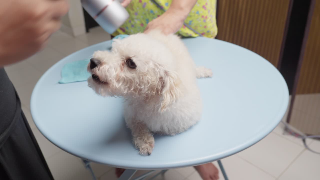 Grooming Drying White Toy Poodle Lying On Table Using Hair Dryer and Comb, Pet Care At Home