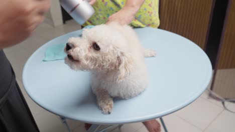 grooming drying white toy poodle lying on table using hair dryer and comb, pet care at home