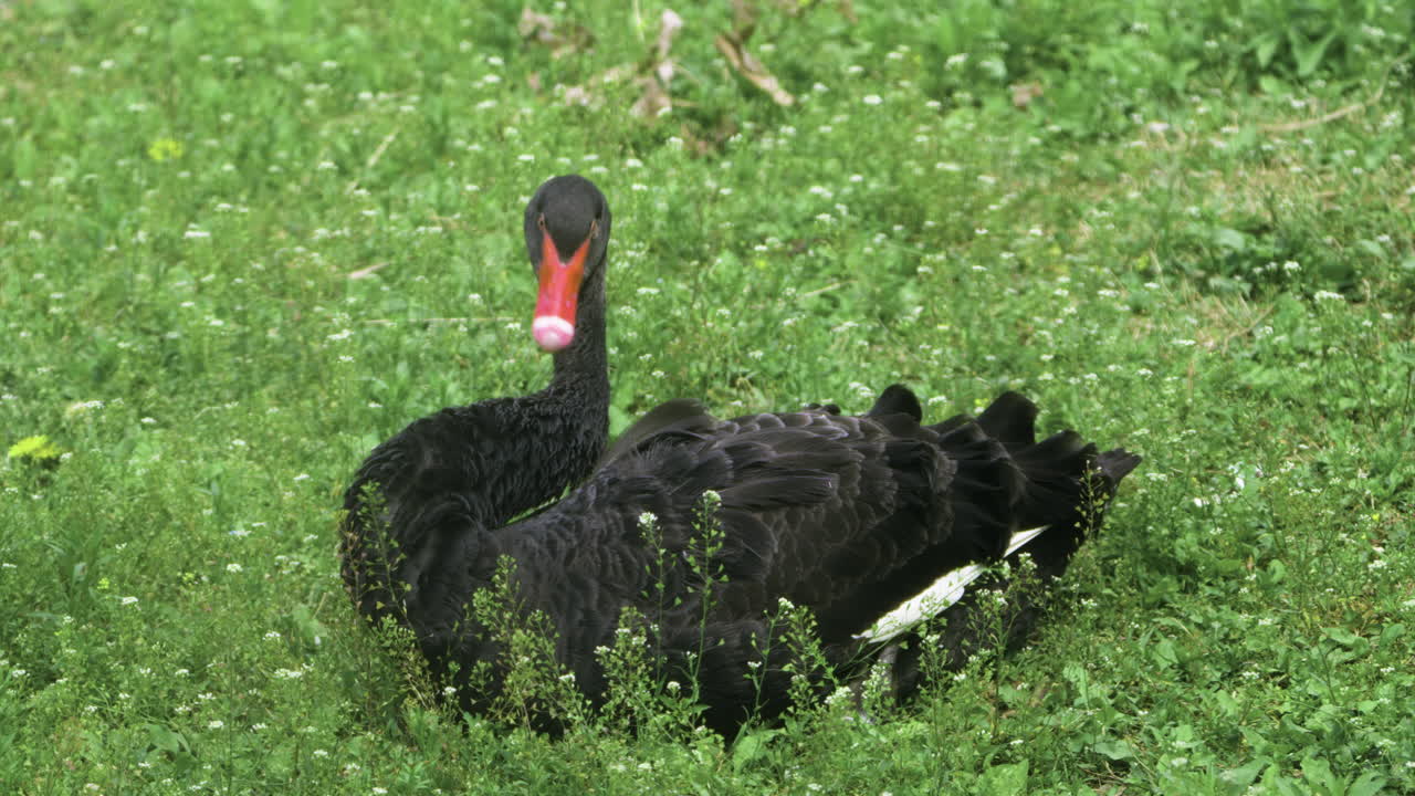 Grande cigno nero australiano che si liscia il piumaggio.