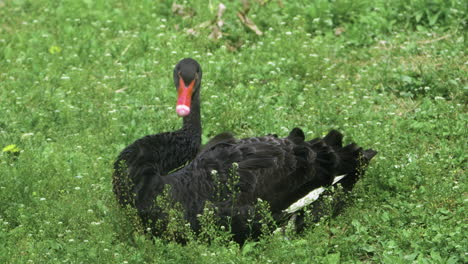 Großer-Australischer-Schwarzer-Schwan,-Der-Sein-Gefieder-Putzt