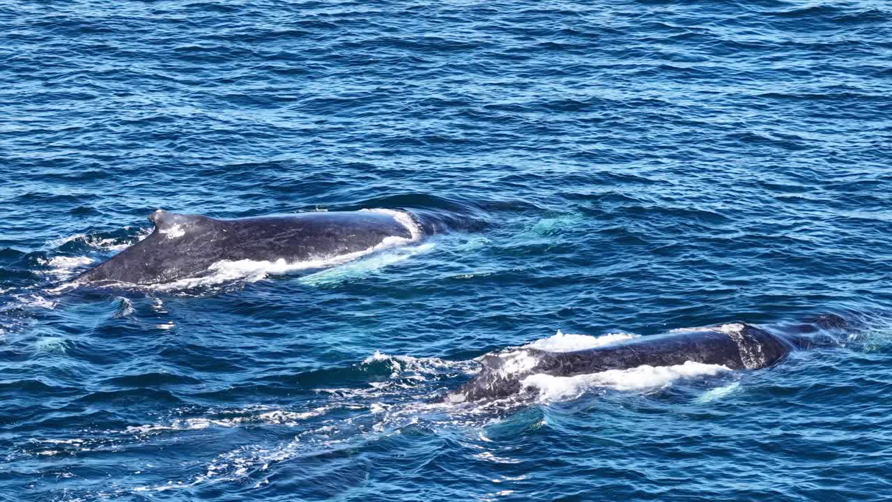 Two humpback whales glide side by side through clear blue ocean near Gold Coast, Australia, captured in bright daylight with steady aerial perspective