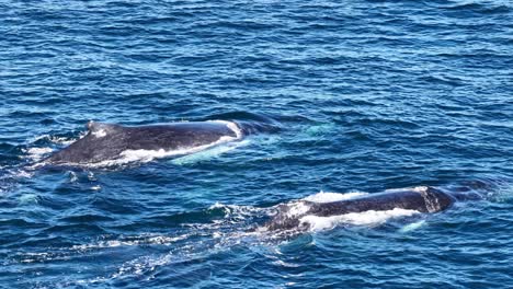 two humpback whales glide side by side through clear blue ocean near gold coast, australia, captured in bright daylight with steady aerial perspective