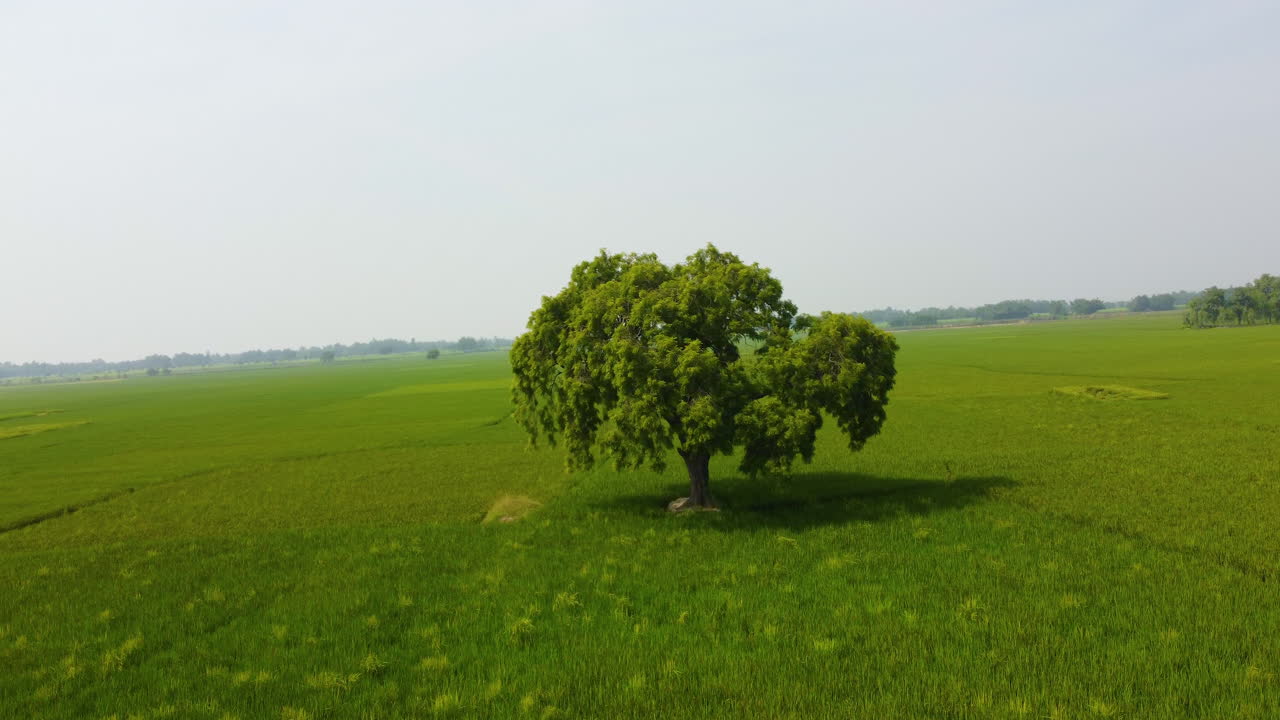 Drone orbiting around a single tree on cultivated farmland in Nepal, showcasing the green nature, sustainable land, and thriving agriculture in the Terai region Plains tourism