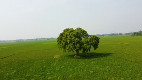 drone orbiting around a single tree on cultivated farmland in nepal, showcasing the green nature, sustainable land, and thriving agriculture in the terai region plains tourism