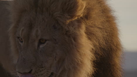 slow motion lion moving and walking