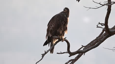 british columbia's pride: eagle in the wild