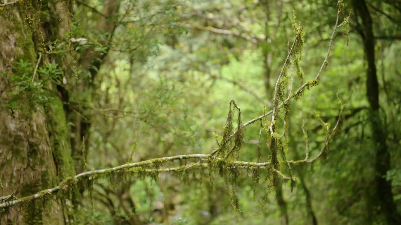 Tropical Plants in Jungle Close Up, Green Moss of Branches of Trees in Rainforest Jungle Scenery in the Himalayas Mountains in Nepal