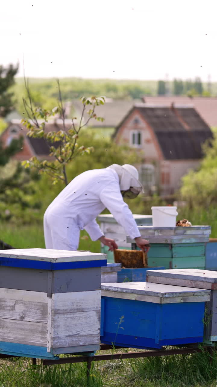 Little bee farm with wooden hives near the forest and village. Man in protective clothes and hat checks his hives. Vertical video