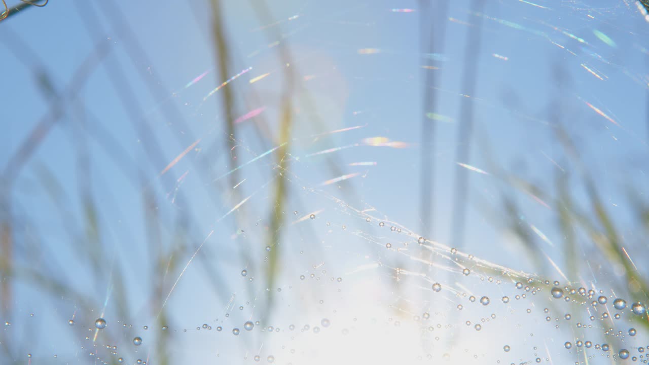 파란 하늘 위에서 바람에 흔들리는 이슬로 매우 밀접한 거미줄.