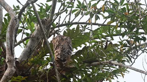 La-Madre-Observa-A-Su-Anidamiento-En-El-Nido-Mientras-Mira-A-Su-Alrededor-Y-Hacia-La-Cámara,-Buffy-Fish-Owl-Ketupa-Ketupu,-Incipiente,-Parque-Nacional-Khao-Yai,-Tailandia