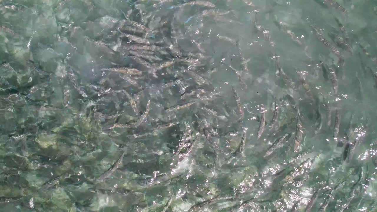 школа костных рыб, плавающих и питающихся в чистой мелководье, вид с воздуха