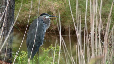 Back-View-Of-Great-Blue-Heron-Bird-Perching-At-Blackwater-National-Wildlife-Refuge-In-Maryland