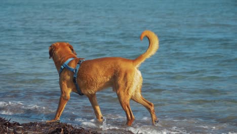 mature golden labrador walking beach shoreline