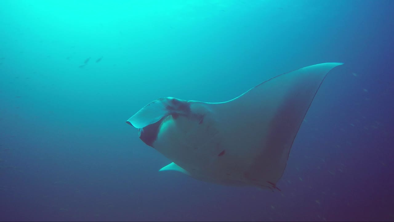la mantarraya nada hacia la cámara y se aleja hacia el sol con un gran amigo pez siguiéndola