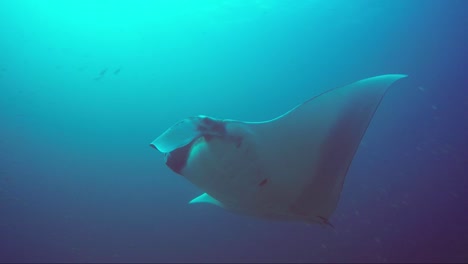 manta ray swims towards camera and away into sunshine with a big fish friend following