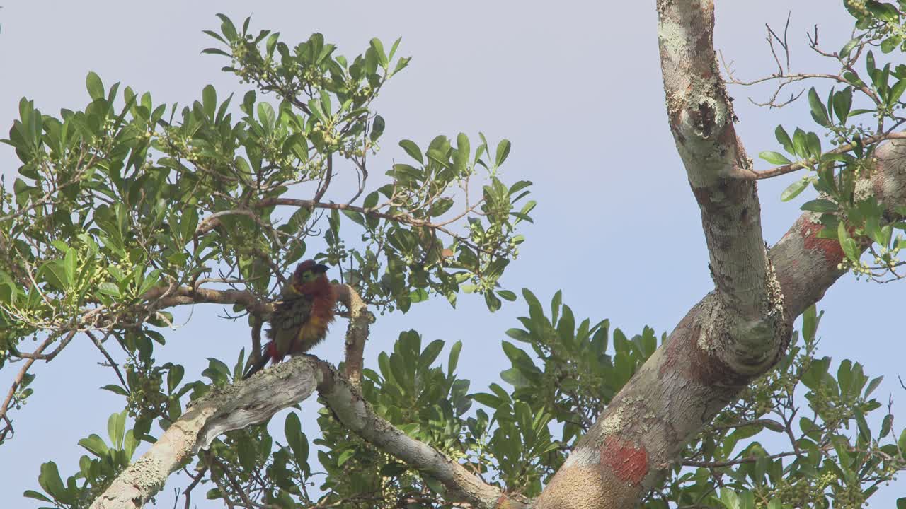un hermoso toucanet aracari mira alrededor mientras está encaramado en una rama en la copa de un árbol, tiro estático