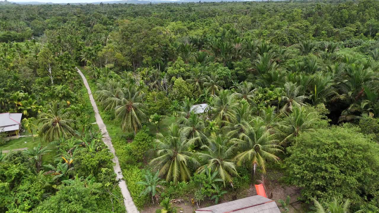 Drone aerial view of trees tropical rainforest jungle west sumatra Mentawai Islands Regency indonesia