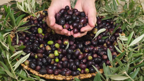 Mano-De-Mujer-Dando-Aceitunas-Crudas-Orgánicas,-Listas-Para-Aceite-Virgen-Extra