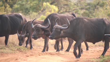 Grazing-herd-of-african-buffaloes-walking-in-savannah-woodland