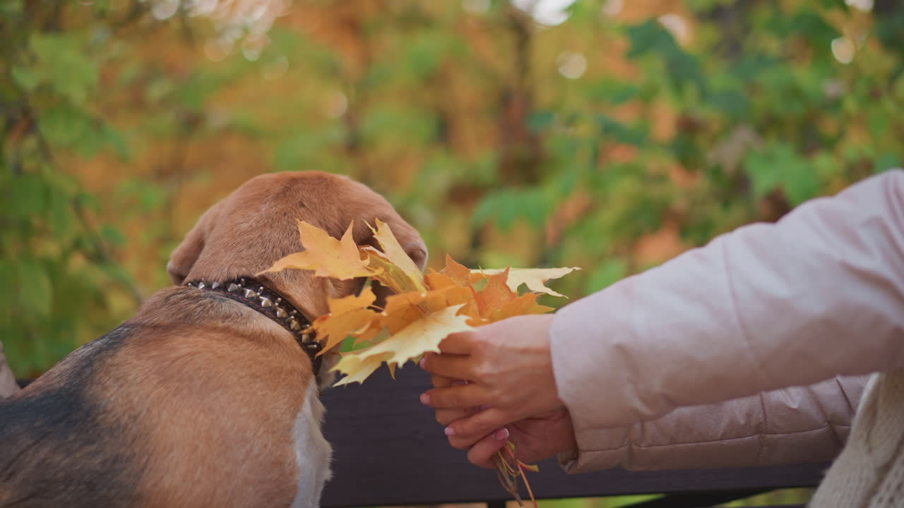 Closeup of beagle sitting on bench with back turned as woman extends hand holding bright autumn leaves, trying to engage dog in playful moment, surrounded by warm forest tones and fall foliage