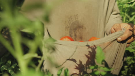 man collects red tomatoes at harvest