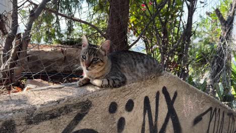 grey tabby cat resting on a wall