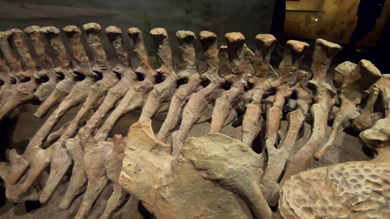 médula espinal de dinosaurio en exhibición en un museo