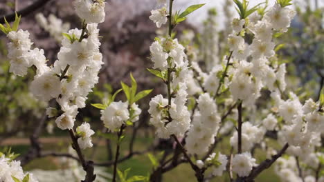 cherry blossoms in full bloom in tokyo japan
