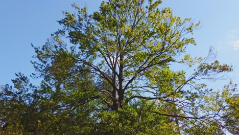 panning down to reveal a large tree on a sunny day