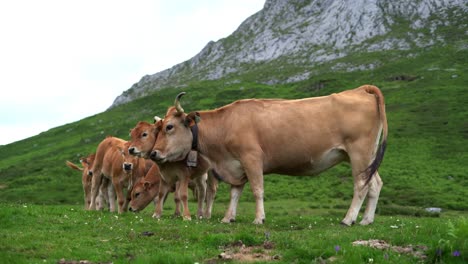 Asturias-Mountain-Spanish-Brown-Cow-With-Calf-Affection,-Spain